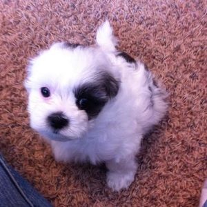 Meet your Posher, Dan